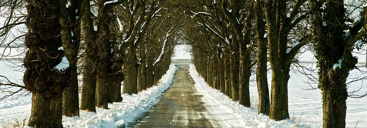 Allee im Schnee